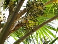 Fruit at Iao Tropical Gardens of Maui, Maui, Hawaii (USA). May 22, 2012.