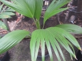 In pot at Iao Tropical Gardens of Maui, Maui, Hawaii (USA). May 22, 2012.