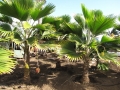Fruiting habit at Kihei Garden and Landscape Wailuku, Maui, Hawaii (USA). January 21, 2010.
