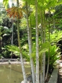 Fruiting habit at Iao Tropical Gardens of Maui, Maui, Hawaii (USA). May 22, 2012.
