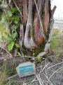 Habit with sign at UH Hilo, Hawaii. July 16, 2012.