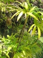 Habit at Iao Tropical Gardens of Maui, Maui, Hawaii (USA). May 22, 2012.
