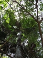 Canopy at Iao Tropical Gardens of Maui, Maui, Hawaii (USA). May 22, 2012.