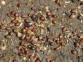 Seeds on ground at Lahaina, Maui, Hawaii (USA). September 14, 2001.