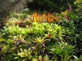 Habit at Enchanting Floral Gardens of Kula, Maui, Hawaii (USA). January 14, 2010.
