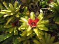 Habit at Enchanting Floral Gardens of Kula, Maui, Hawaii (USA). January 14, 2010.