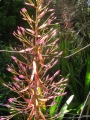 Flowers at Enchanting Floral Gardens of Kula, Maui, Hawaii (USA). March 12, 2012.