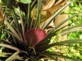 Flowering habit at Garden of Eden Keanae, Maui, Hawaii (USA). March 30, 2011.