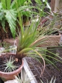 Habit plants for sale at Sacred Garden of Maliko, Maui, Hawaii (USA). January 24, 2011.