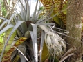 Habit with fruit stalk at Enchanting Floral Gardens of Kula, Maui, Hawaii (USA). March 12, 2012.