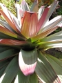 Habit at Enchanting Floral Gardens of Kula, Maui, Hawaii (USA). April 30, 2009.
