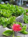 Flowering habit at Makawao, Maui, Hawaii (USA). March 30, 2012.