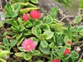 Flowering habit at Kula Botanical Garden, Mauik, Hawaii (USA). March 07, 2011.