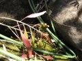 Leaves and fruit at Iao Tropical Gardens of Maui, Maui, Hawaii (USA). May 22, 2012.