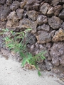 Coming up in concrete crack at Ulupalakua, Maui, Hawaii (USA). June 29, 2011.