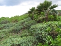 Habit and planting area at Kilauea Pt NWR, Kauai, Hawaii (USA). March 19, 2013.