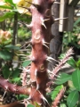 Thorns at Sacred Garden of Maliko, Maui, Hawaii (USA). January 24, 2011.