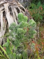 Crest form at Enchanting Floral Gardens of Kula, Maui, Hawaii (USA). March 12, 2012.