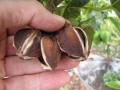 Fruit with seeds at Kula Agriculture Park, Maui, Hawaii (USA). June 20, 2012.