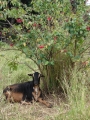 Habit with goat at Pukalani, Maui, Hawaii (USA). April 17, 2009.