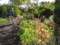 Flowering habit at Enchanting Floral Gardens of Kula, Maui, Hawaii (USA). March 12, 2012.