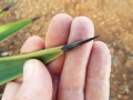 Sharp needle like tip at Moaulaiki, Kahoolawe, Hawaii, USA. December 18, 2013.