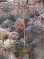 Flowering habit at Calico Basin, Nevada. December 22, 2007.