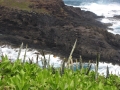 Habit view Moku Aeae islet at Kilauea Pt NWR, Kauai, Hawaii, Usa. March 18, 2013.