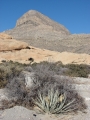 Habit at Calico Hills Sandstone Quarry Calico Tanks trail Red Rocks, Nevada. December 26, 2007.