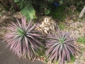 Habit at Enchanting Floral Gardens of Kula, Maui, Hawaii. USA. March 01, 2012.
