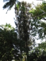 Large tree at Haiku, Maui, Hawaii. June 10, 2009.
