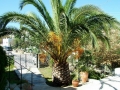 This palm is in Bodrum, Aegean coast of Türkiye.