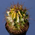 (hybrid Ferocactus emoryi x Ferocactus wislizenii)