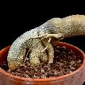 Well-developed plants have huge roots and thick trunks.