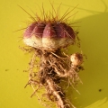 Root suckers arise from adventitious buds developing on the root system.