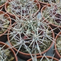 it needs full sun to develop the typical powerful spines