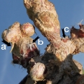 a) Adventitious roots. b) Adventitious areoles. c) Somatic embryo
