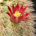 The flowers are tiny rusty-red and have a very spiny calyx.