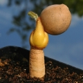 A germinating seedling showing the strong tap root.