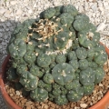 In its native habitat it grows as a single headed plant, but in cultivation, pups are often produced.