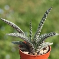 Gasteria pulchra Humansdorp, Eastern Cape, South Africa.