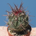 Ferocactus townsendianus Cabo San Lucas, Baja California, Mexico.
