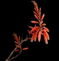 The flowers are coral-red with yellow tips.