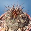 Brown spines form.