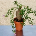 It is a lovely and unusual plant for a sunny window or greenhouse, with a remarkable caudiciform trunk.