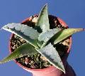 Agave deserti var. simplex ''century plant''. juvenile specimen (pot 5 cm in diameter)