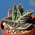 A young seedling from Dikkop Flats, Eastern Cape, South Africa