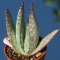 Aloe hereroensis. A juvenile specimen.