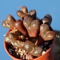 Conophytum pellucidum LAV 26802 - O'okiep, South Africa (MSG 2439 bubbly tops)
