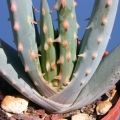 Aloe longistyla grows well in cultivation, provided it has frost protection.